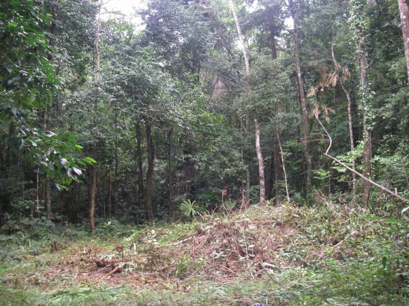 83 Rosewood Road, Daintree QLD 4873