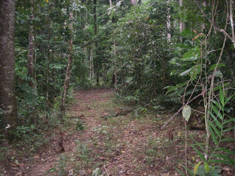 83 Rosewood Road, Daintree QLD 4873