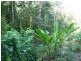 Lot 38 Ronald Rd, Daintree QLD 4873