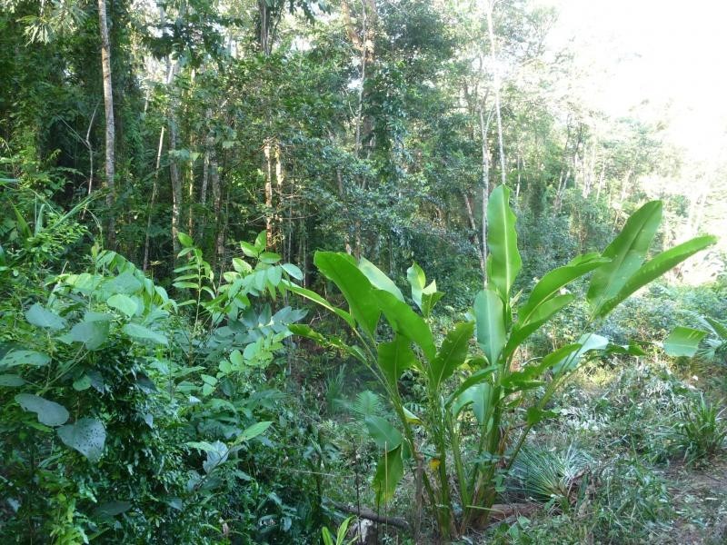 Lot 38 Ronald Rd, Daintree QLD 4873