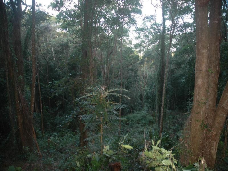 Lot 38 Ronald Rd, Daintree QLD 4873