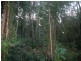 Lot 38 Ronald Rd, Daintree QLD 4873