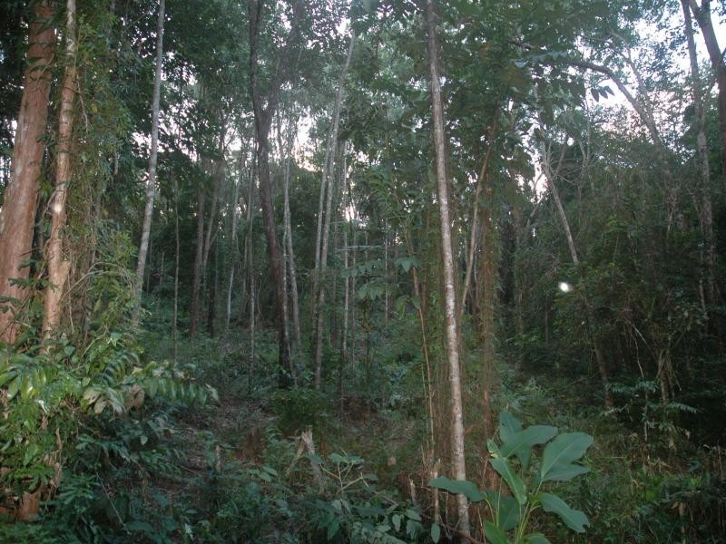 Lot 38 Ronald Rd, Daintree QLD 4873