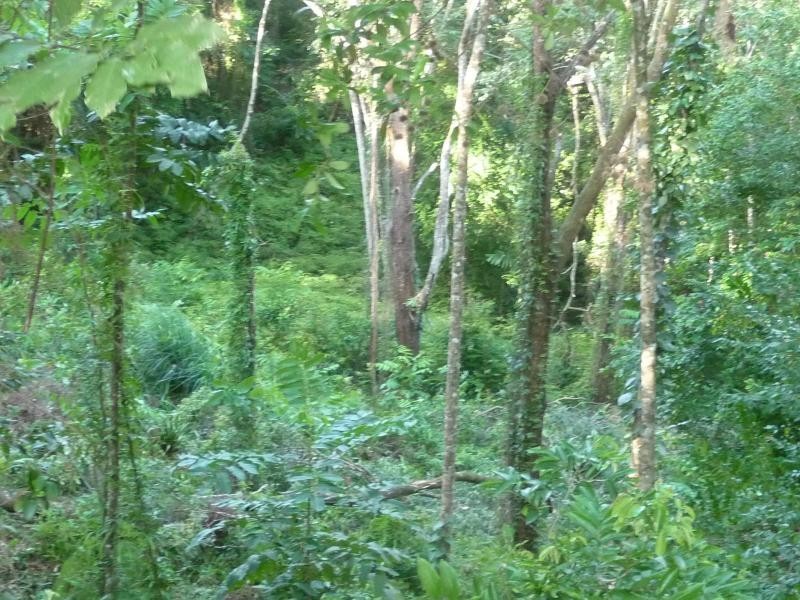 Lot 38 Ronald Rd, Daintree QLD 4873