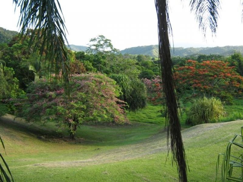 Lot 133 Daintree River, Daintree QLD 4873