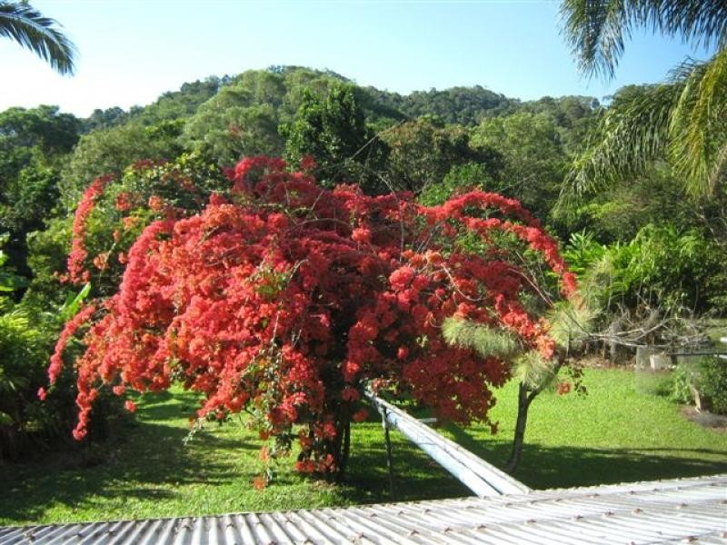Lot 133 Daintree River, Daintree QLD 4873