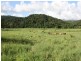 235 Upper Daintree, Daintree QLD 4873