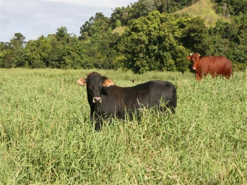 235 Upper Daintree, Daintree QLD 4873