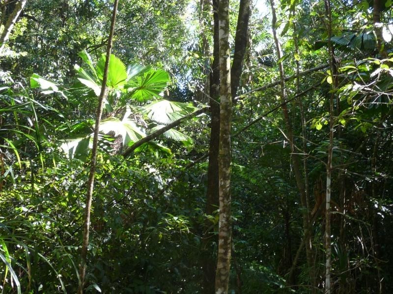 15 Forest Creek Road, Daintree QLD 4873