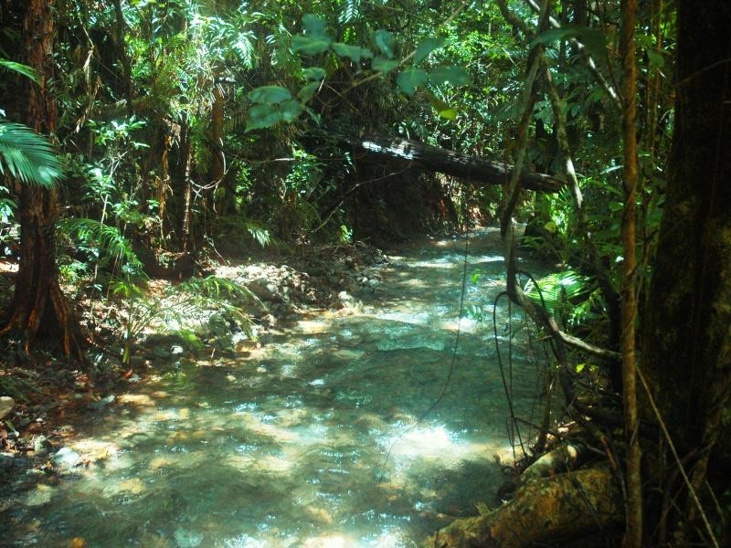 510 Silver Ash Road, Daintree QLD 4873