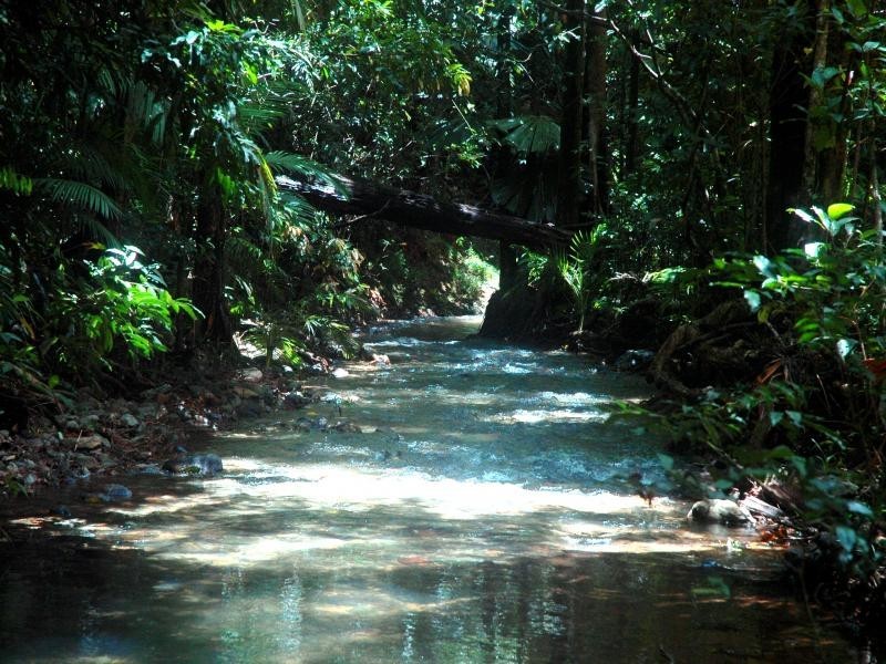 510 Silver Ash Road, Daintree QLD 4873