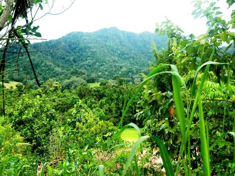 37 Mahogany Road, Daintree QLD 4873