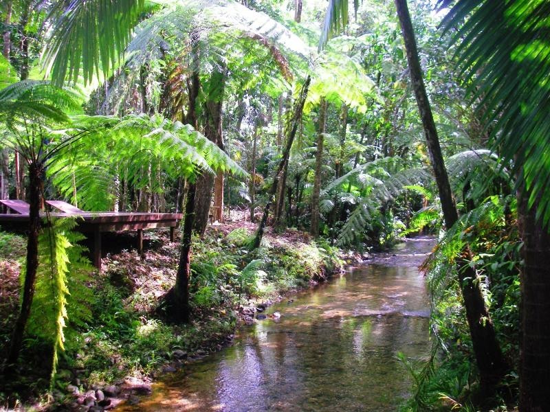 1529 Cape Tribulation Road, Daintree QLD 4873