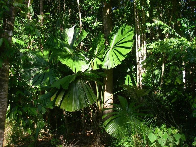 57 George Road, Daintree QLD 4873