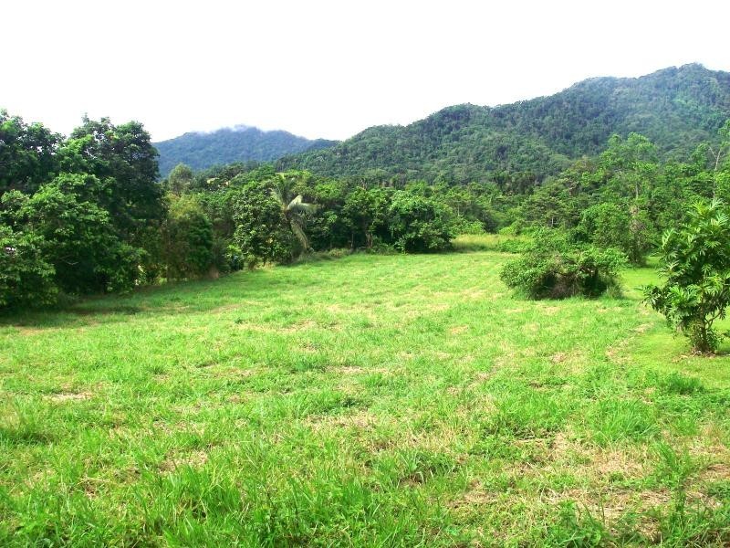 36 Mahogany Road, Daintree QLD 4873