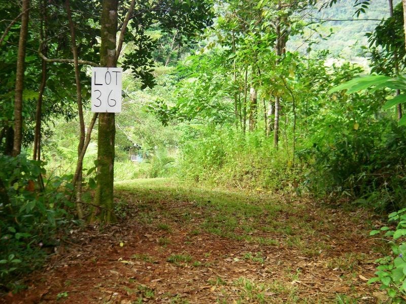 36 Mahogany Road, Daintree QLD 4873