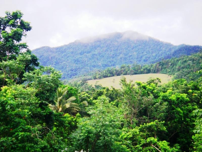 36 Mahogany Road, Daintree QLD 4873