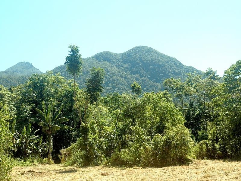 304 Ironbark Road, Daintree QLD 4873