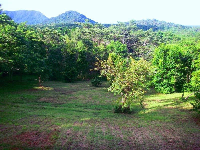 14 Mahogany Road, Daintree QLD 4873