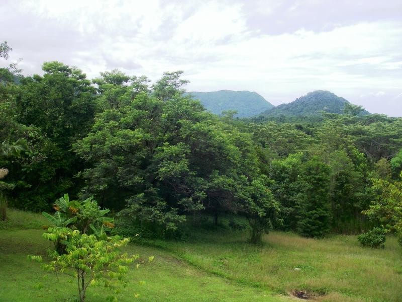 14 Mahogany Road, Daintree QLD 4873