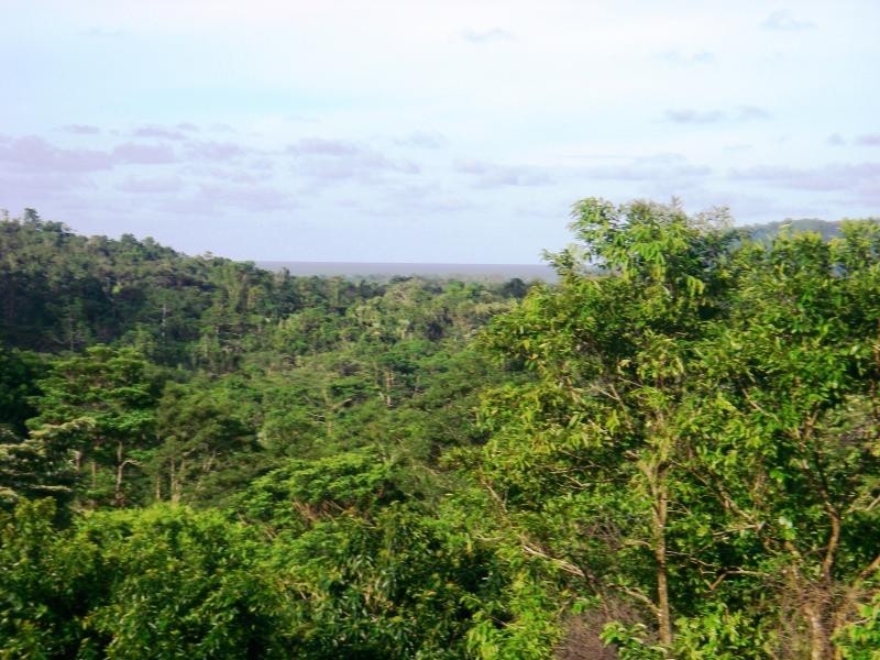 14 Mahogany Road, Daintree QLD 4873