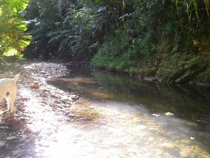 513 Silver Ash Road, Daintree QLD 4873