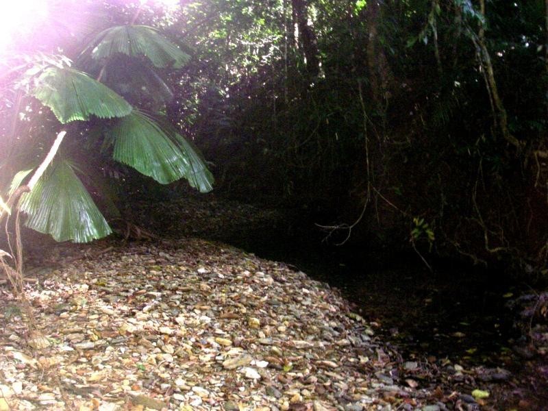 513 Silver Ash Road, Daintree QLD 4873