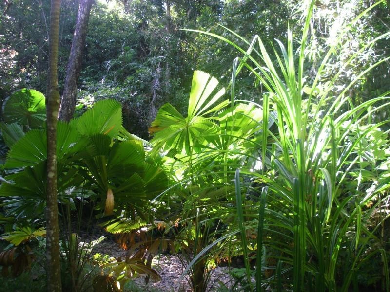 513 Silver Ash Road, Daintree QLD 4873