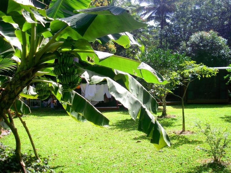 31 Ironbark Road, Daintree QLD 4873