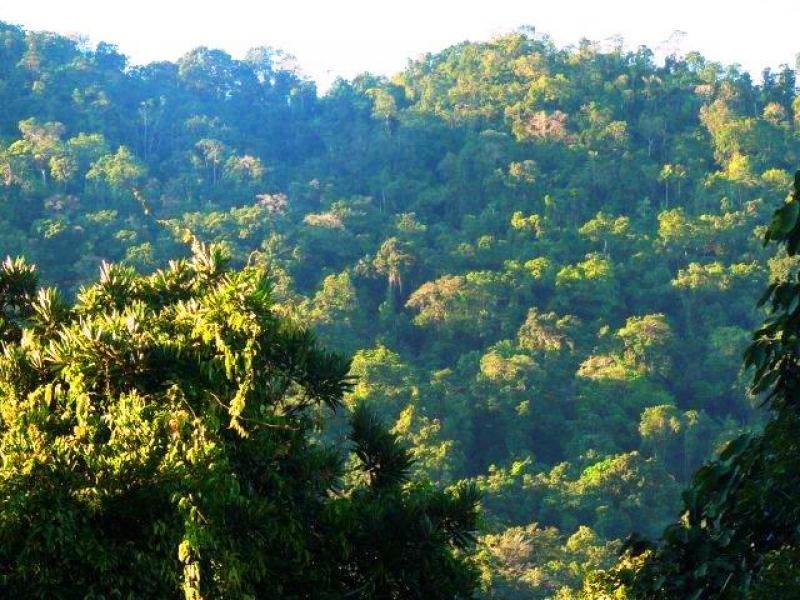 269 Kauri Close, Daintree QLD 4873