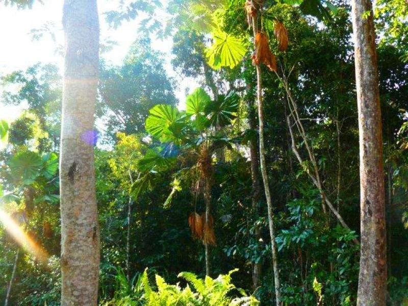 269 Kauri Close, Daintree QLD 4873