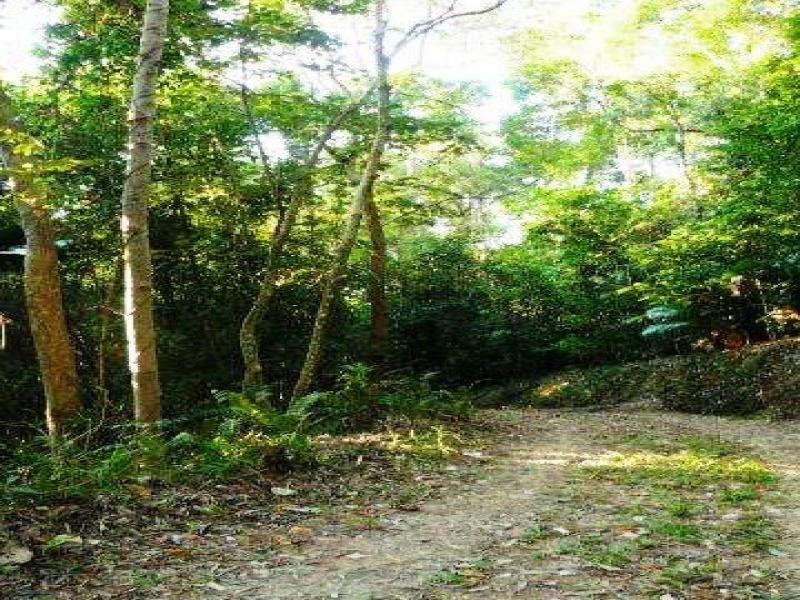 269 Kauri Close, Daintree QLD 4873