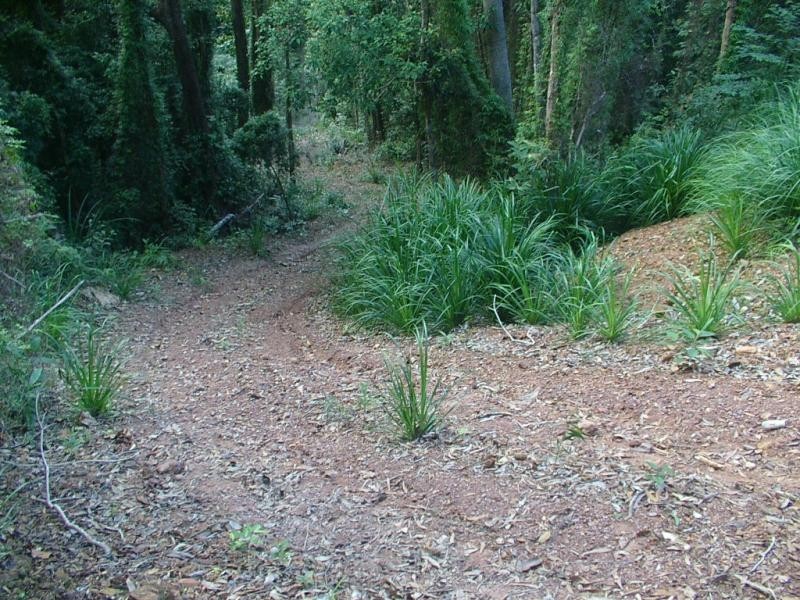 Lot 32 Cape Tribulation Road, Daintree QLD 4873