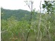 Lot 3 Thornton Peak Drive, Daintree QLD 4873