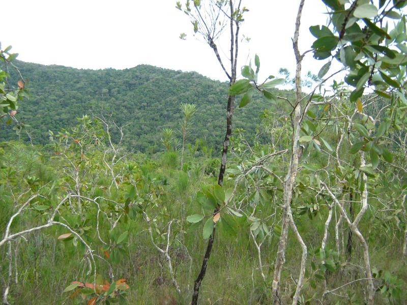Lot 3 Thornton Peak Drive, Daintree QLD 4873