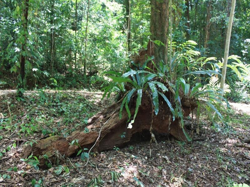 Lot 122 Carbeen Road, Daintree QLD 4873