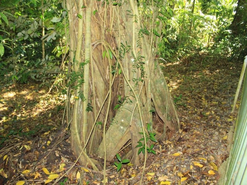 Lot 122 Carbeen Road, Daintree QLD 4873