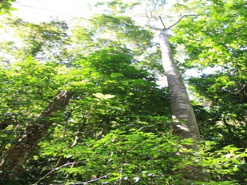 Lot 122 Carbeen Road, Daintree QLD 4873