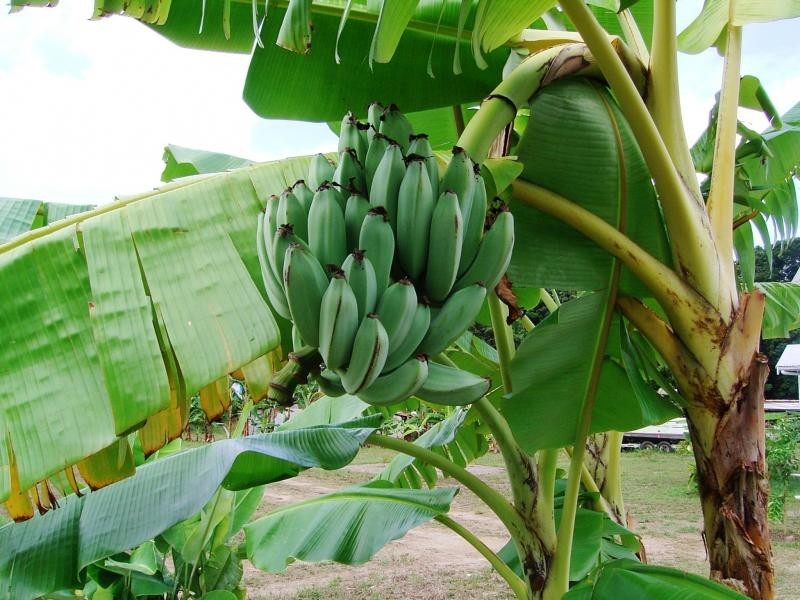 356 Mowbray River Road, Mowbray QLD 4877