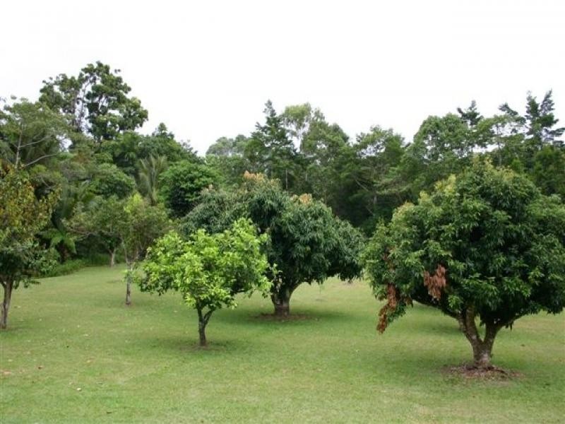 Cape Tribulation QLD 4873