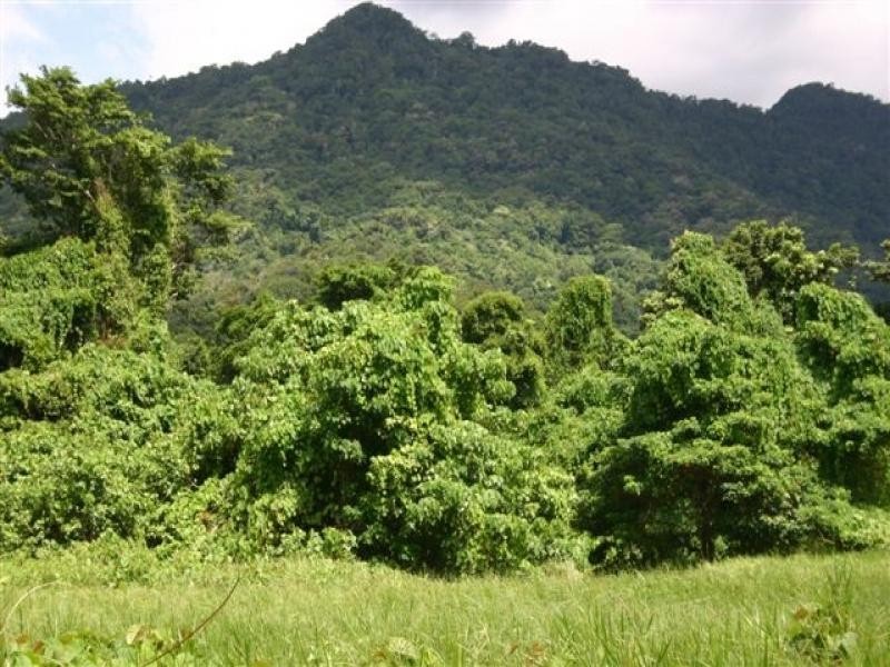 Lot 4 Cape Trib Rd, Daintree QLD 4873