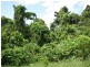 Lot 4 Cape Trib Rd, Daintree QLD 4873