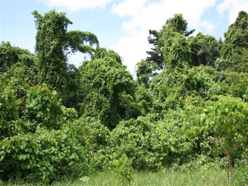 Lot 4 Cape Trib Rd, Daintree QLD 4873