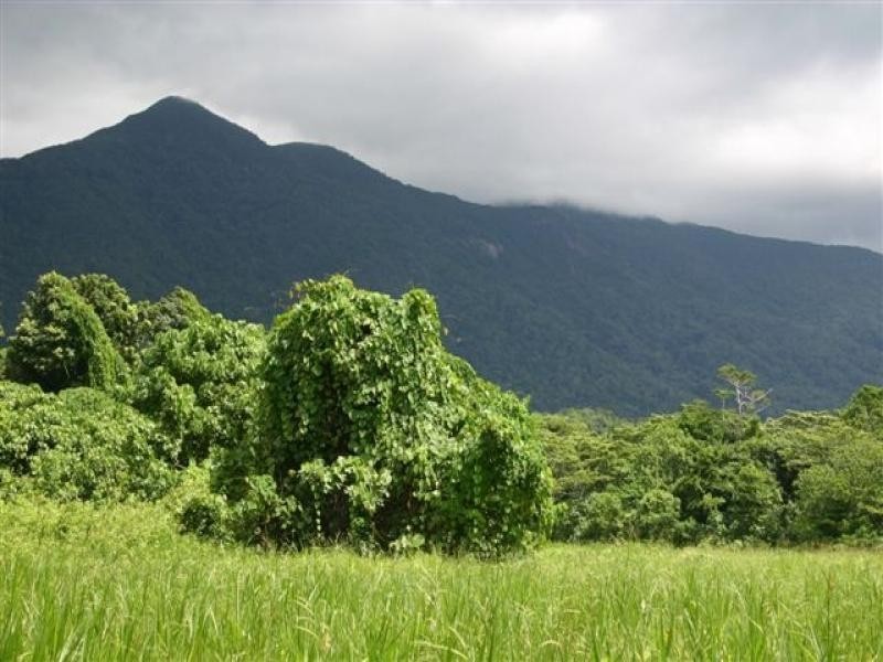 Lot 4 Cape Trib Rd, Daintree QLD 4873
