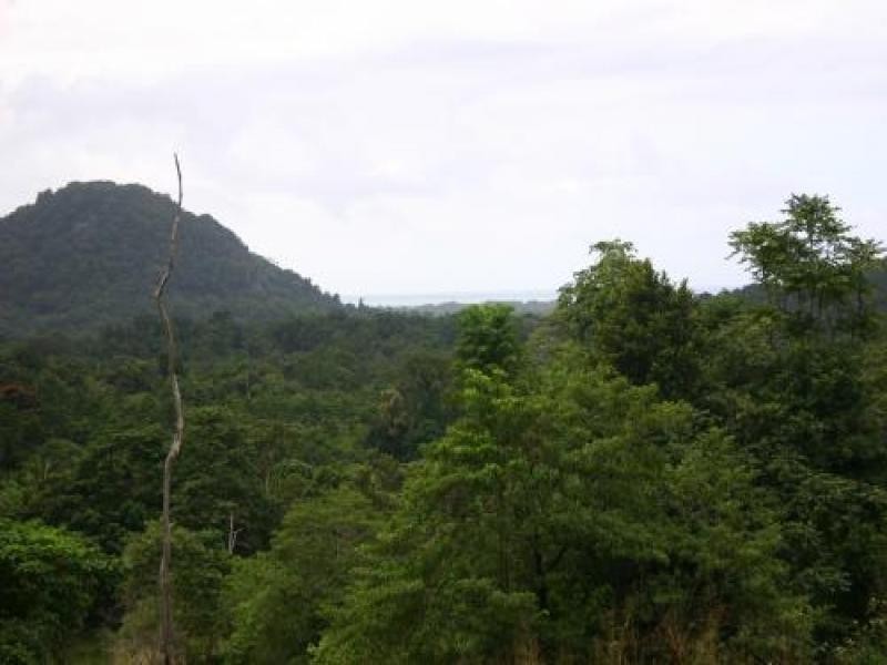 Daintree QLD 4873