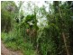 Lot 32 Cape Tribulation Rd, Daintree QLD 4873