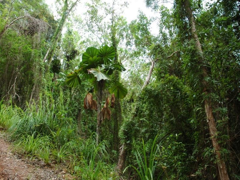 Lot 32 Cape Tribulation Rd, Daintree QLD 4873
