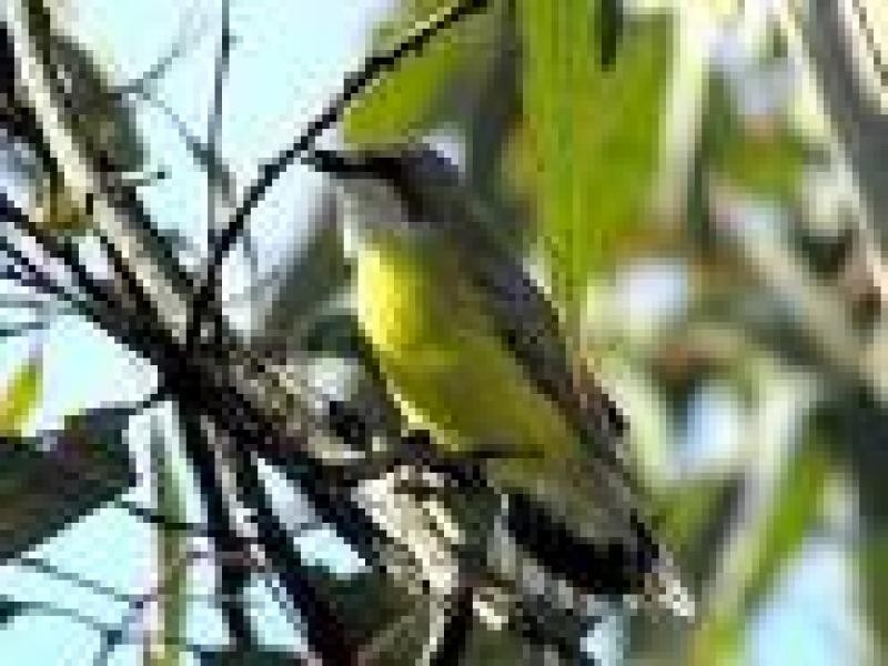 2 Gerygone Close, Mossman QLD 4873