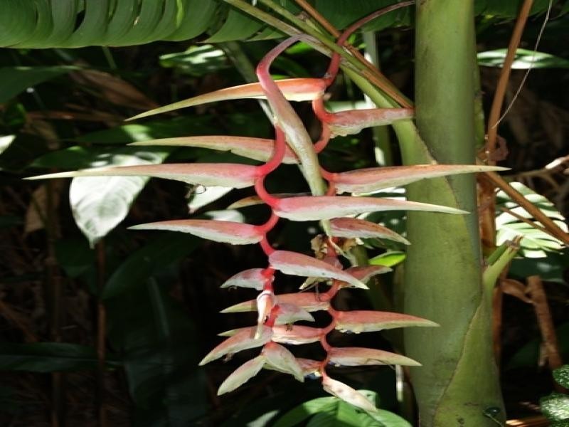 11 Whiteley Rd, Miallo QLD 4873