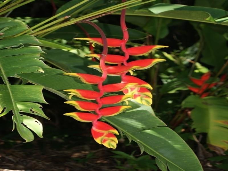 11 Whiteley Rd, Miallo QLD 4873